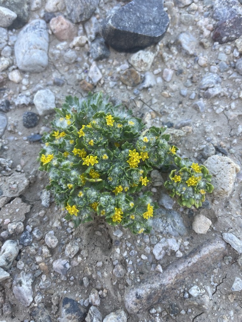 Mojave Woolly Sunflower photo 6