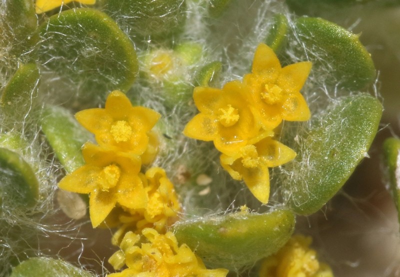 Mojave Woolly Sunflower photo 7