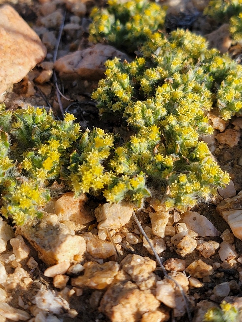 Mojave Woolly Sunflower photo 8
