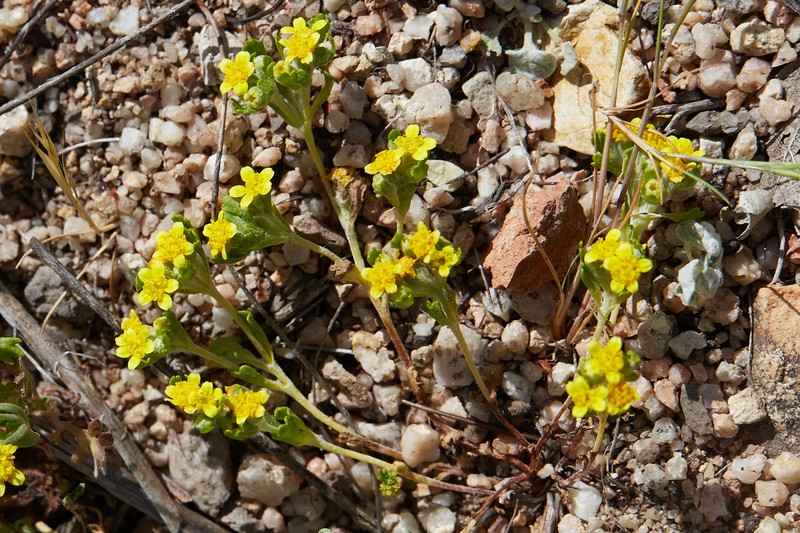 Manystem Woolly Sunflower