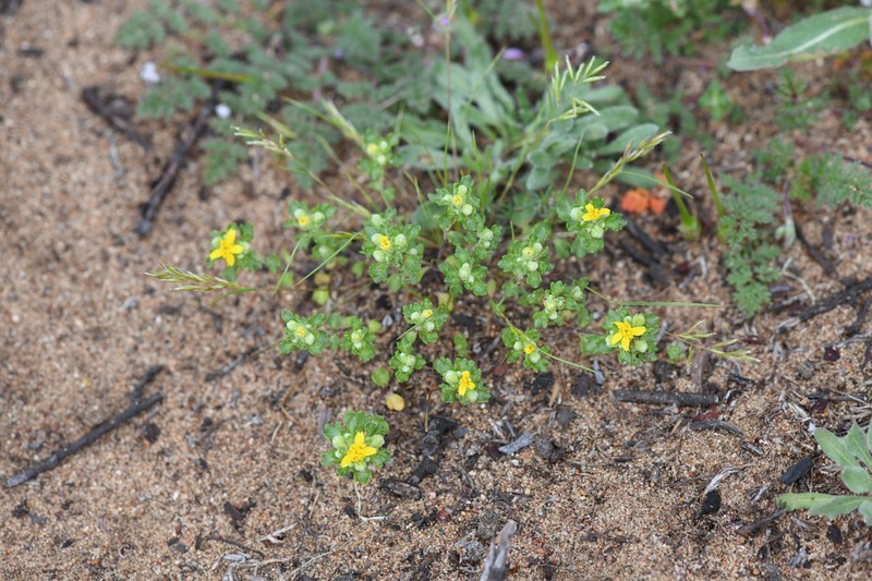 Manystem Woolly Sunflower photo 2