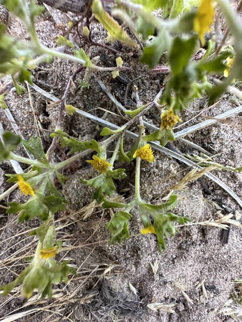 Manystem Woolly Sunflower photo 6