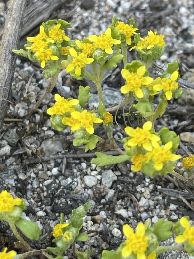 Manystem Woolly Sunflower photo 8