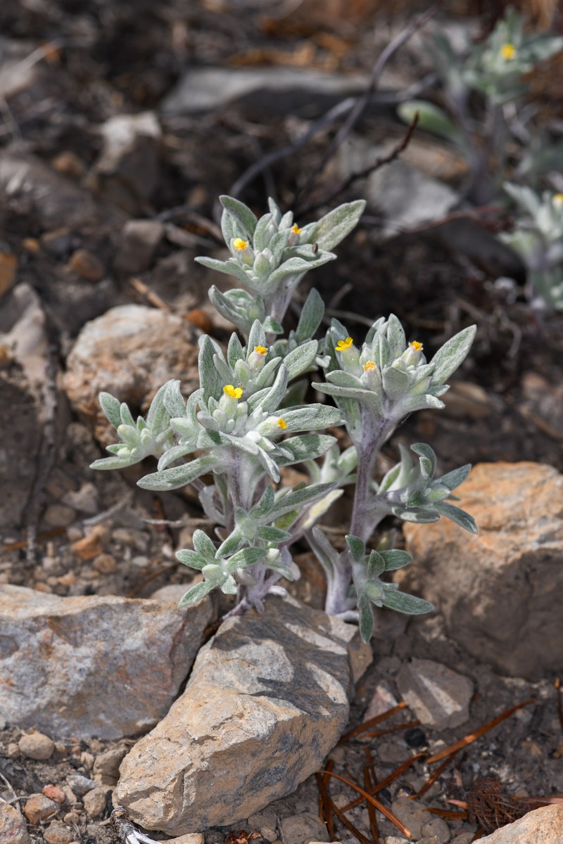 Yosemite Woolly Sunflower
