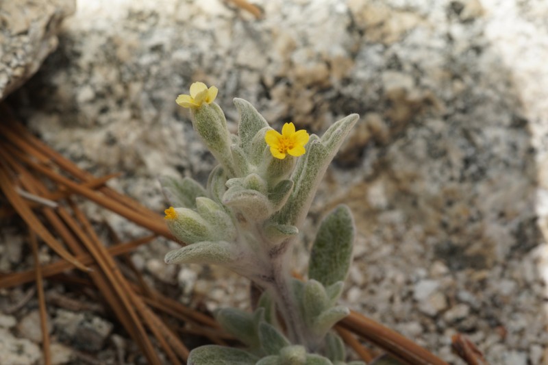 Yosemite Woolly Sunflower photo 4
