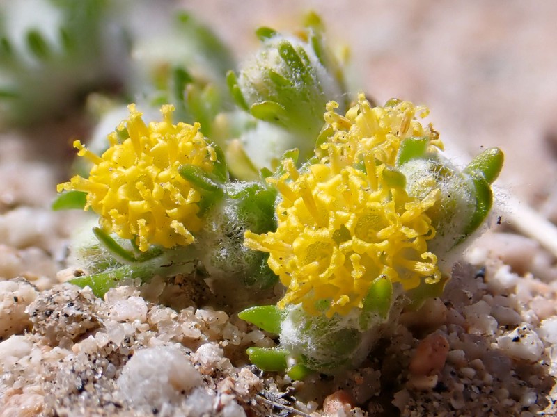 Pringle's Woolly Sunflower