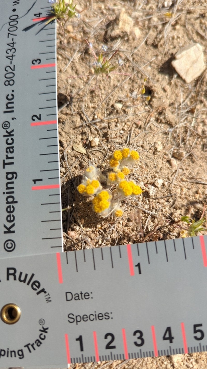Pringle's Woolly Sunflower