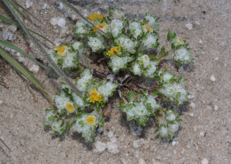 Pringle's Woolly Sunflower photo 3