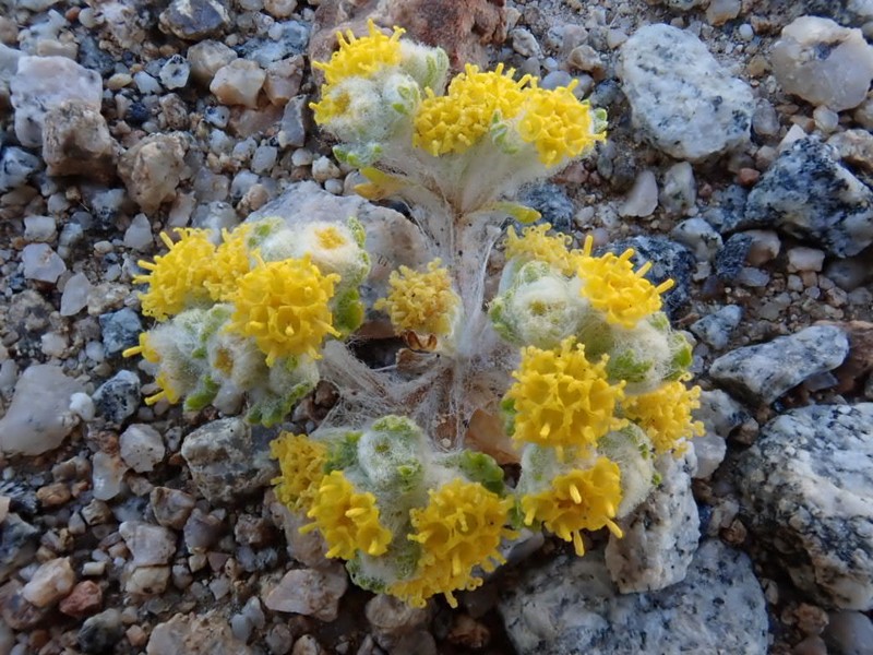 Pringle's Woolly Sunflower photo 4