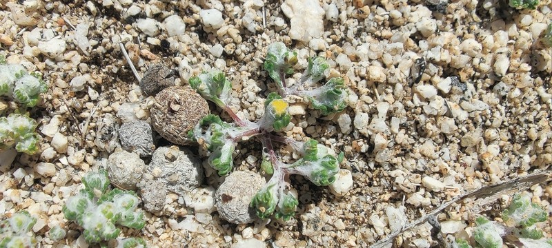 Pringle's Woolly Sunflower photo 5