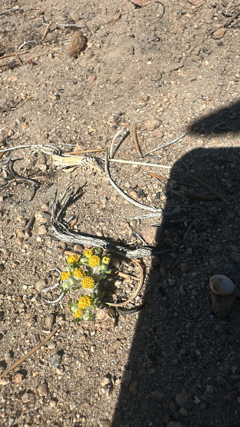 Pringle's Woolly Sunflower photo 6