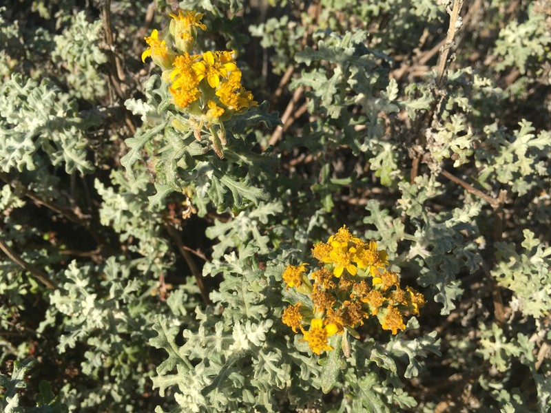 Eriophyllum staechadifolium