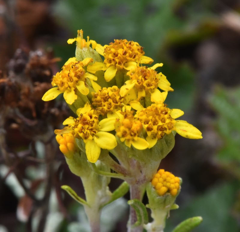 Eriophyllum staechadifolium photo 2