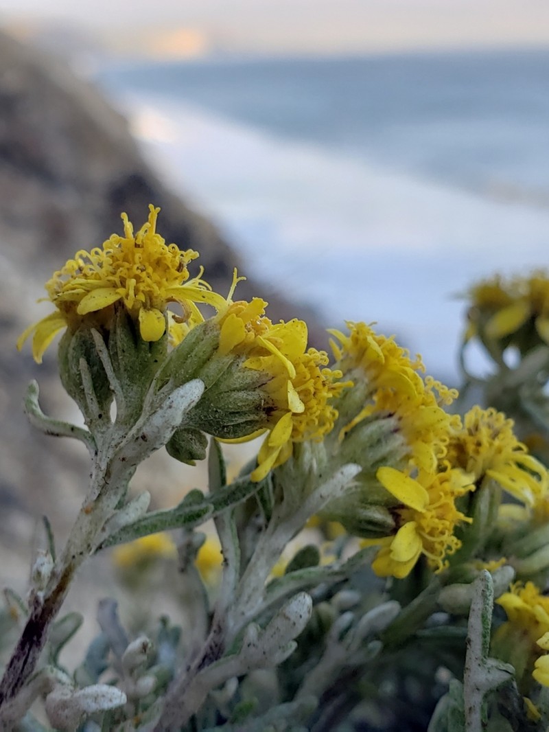 Eriophyllum staechadifolium photo 3