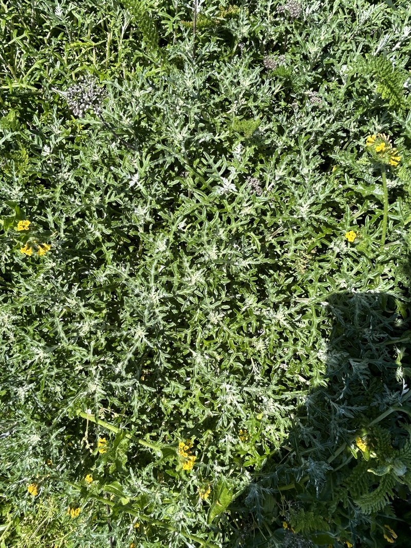 Eriophyllum staechadifolium photo 4