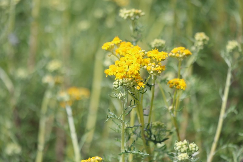 Eriophyllum staechadifolium photo 5
