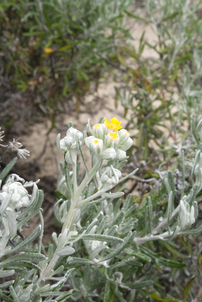 Eriophyllum staechadifolium photo 6