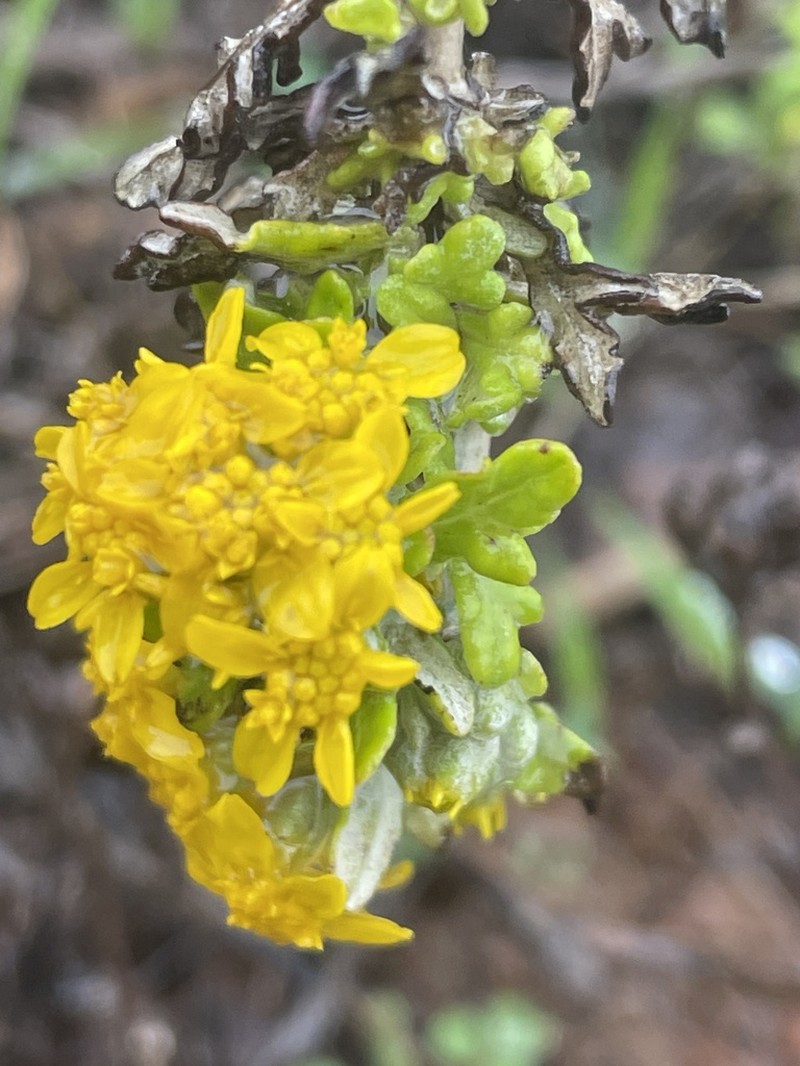 Eriophyllum staechadifolium photo 8