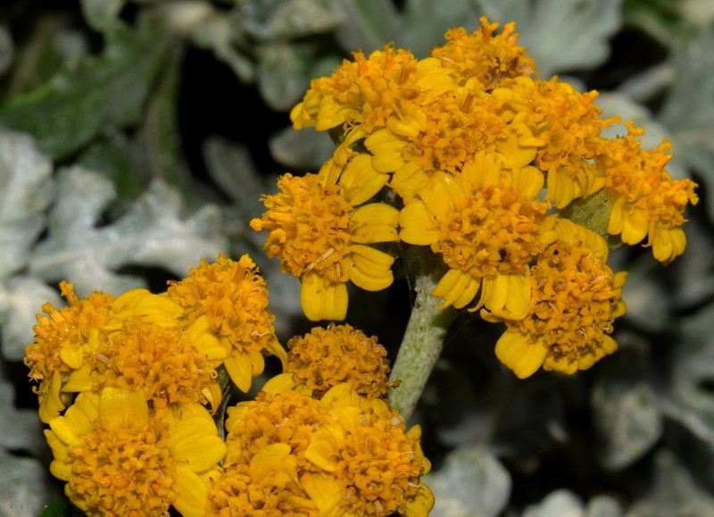 Seaside Woolly Sunflower photo 2