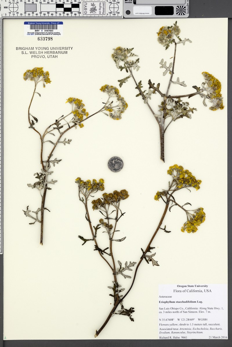 Seaside Woolly Sunflower photo 3