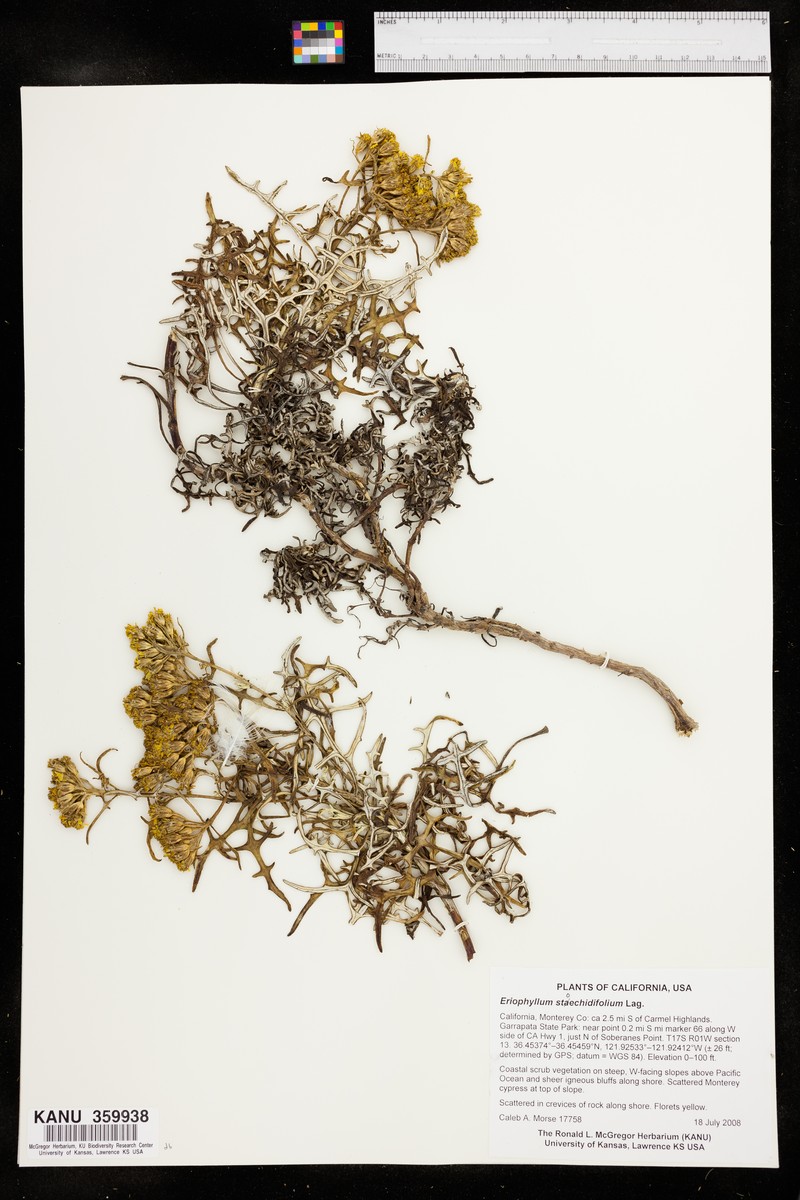 Seaside Woolly Sunflower photo 5