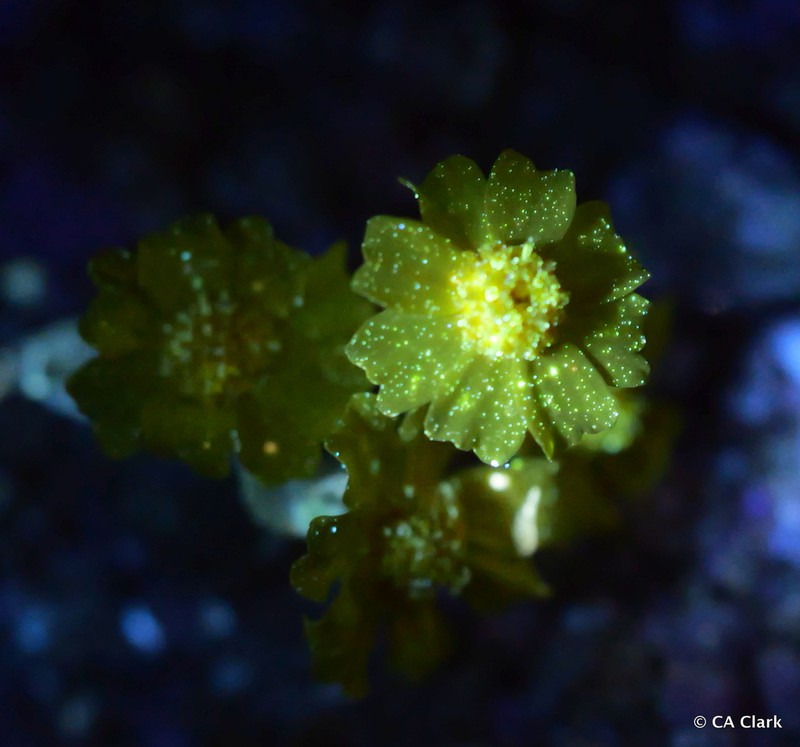 Eriophyllum wallacei photo 2