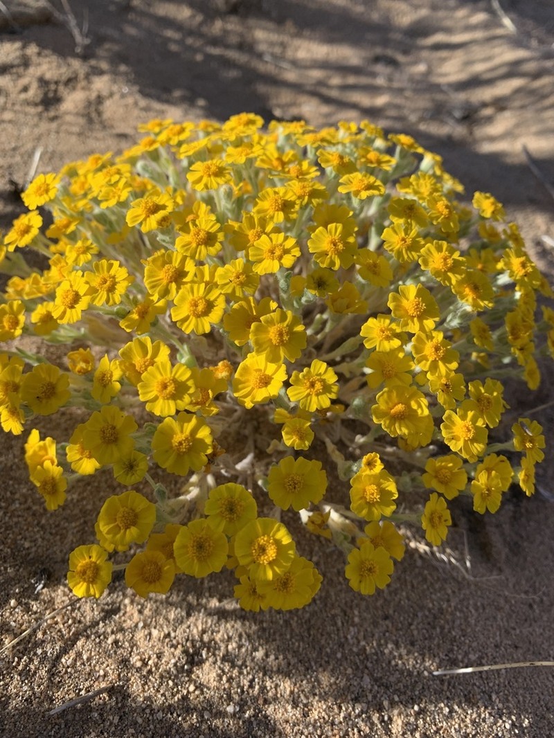 Eriophyllum wallacei photo 3