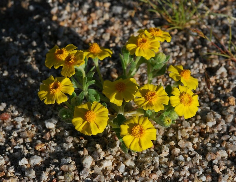 Eriophyllum wallacei photo 4