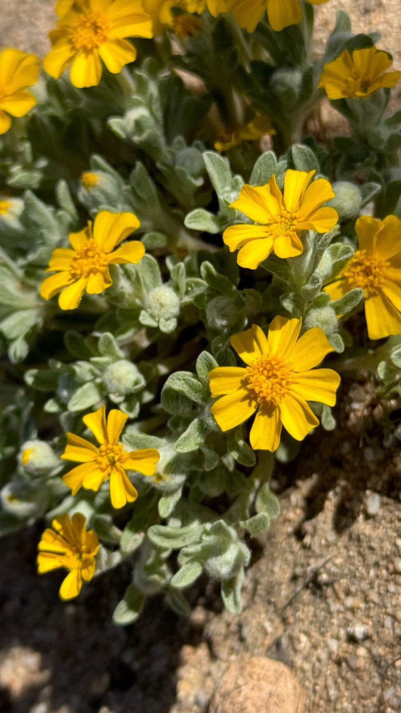 Eriophyllum wallacei photo 5