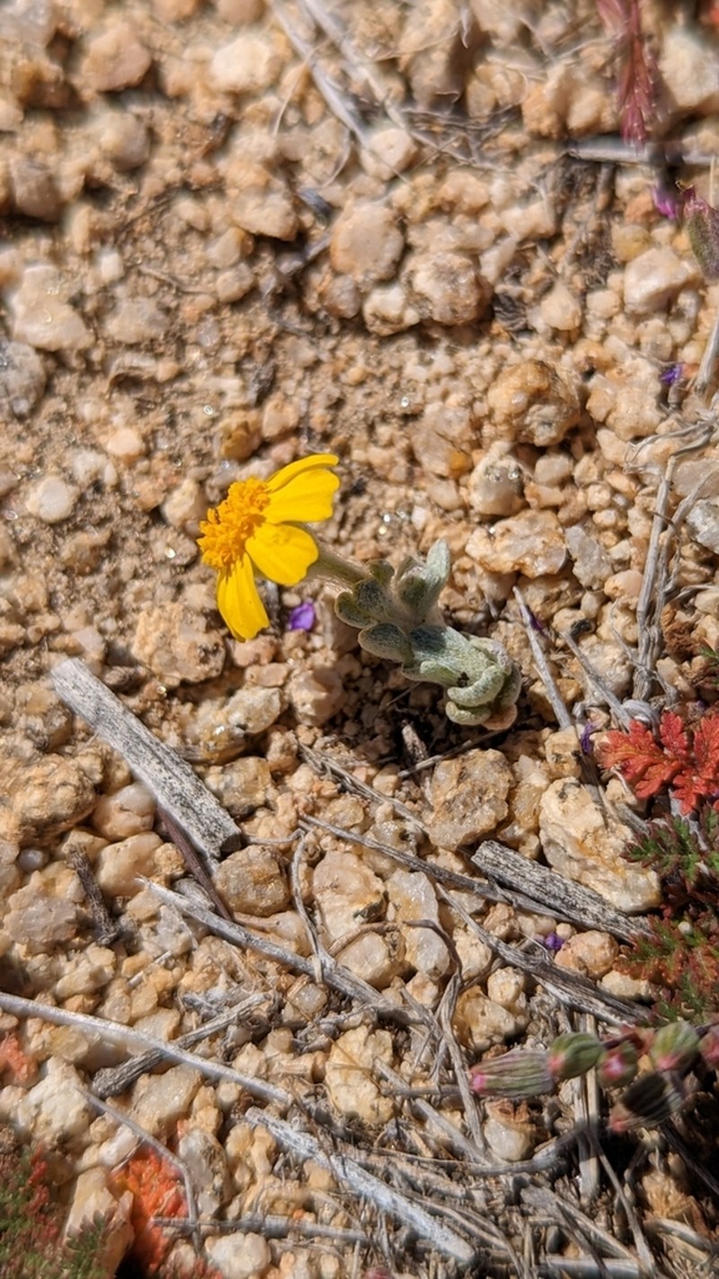 Eriophyllum wallacei photo 6