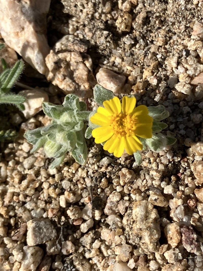 Eriophyllum wallacei photo 7
