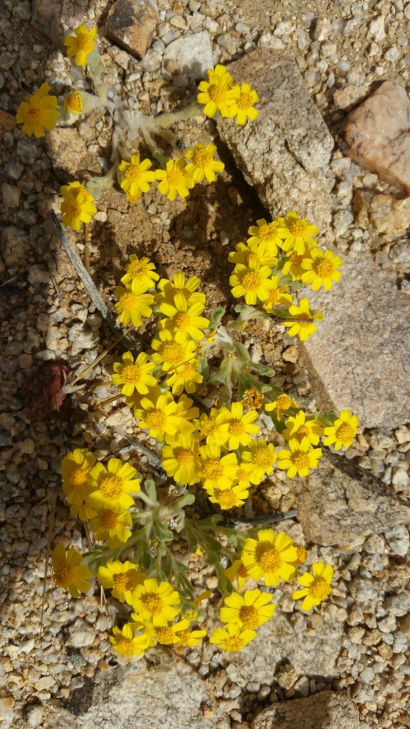 Eriophyllum wallacei photo 8
