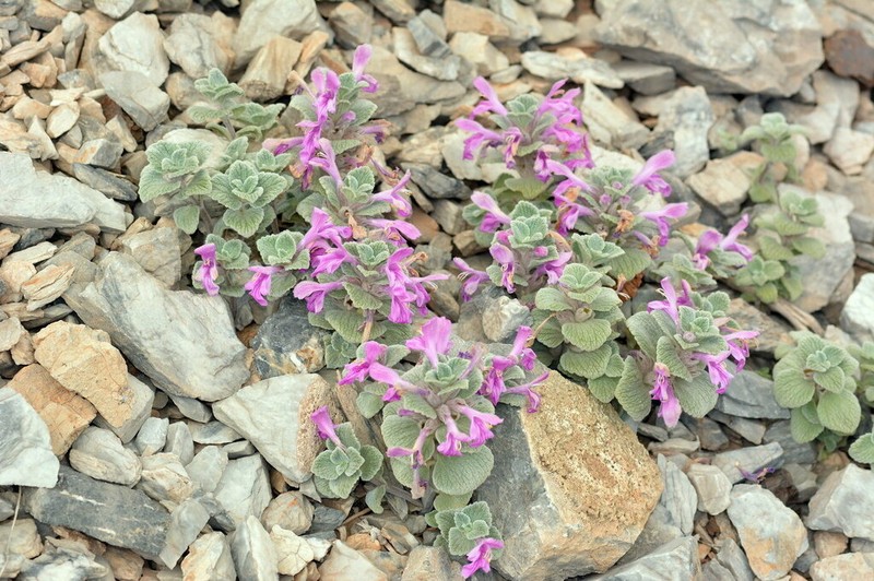 Eriophyton anomalum