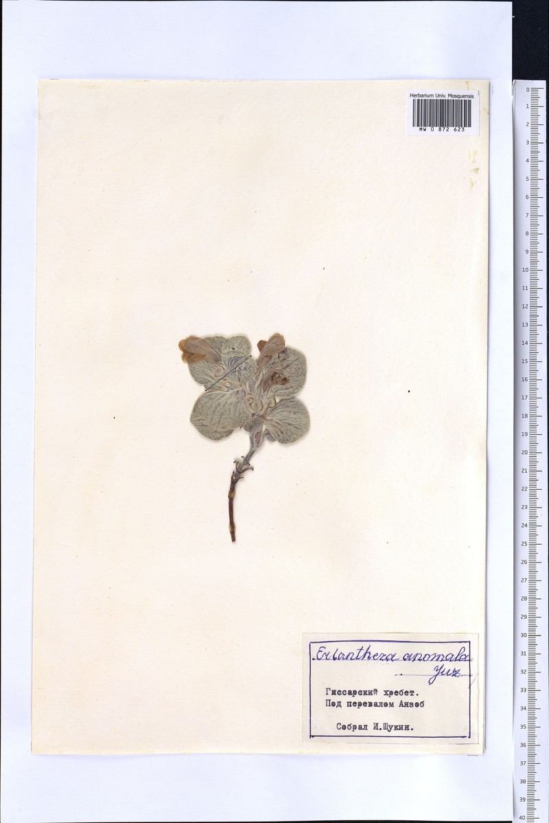 Eriophyton anomalum photo 5