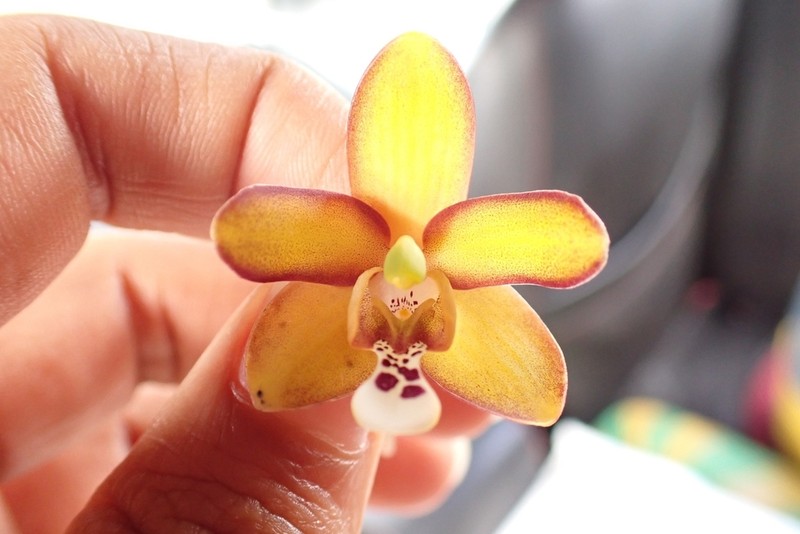 Eriopsis altissima