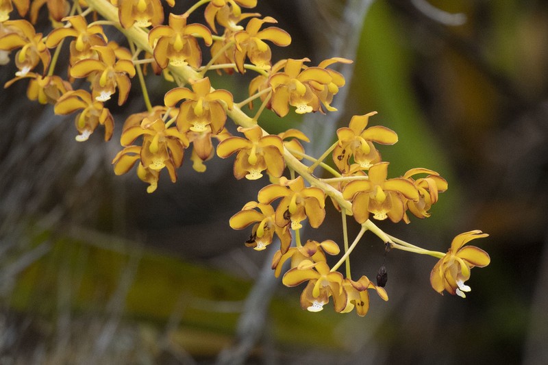 Eriopsis altissima photo 2