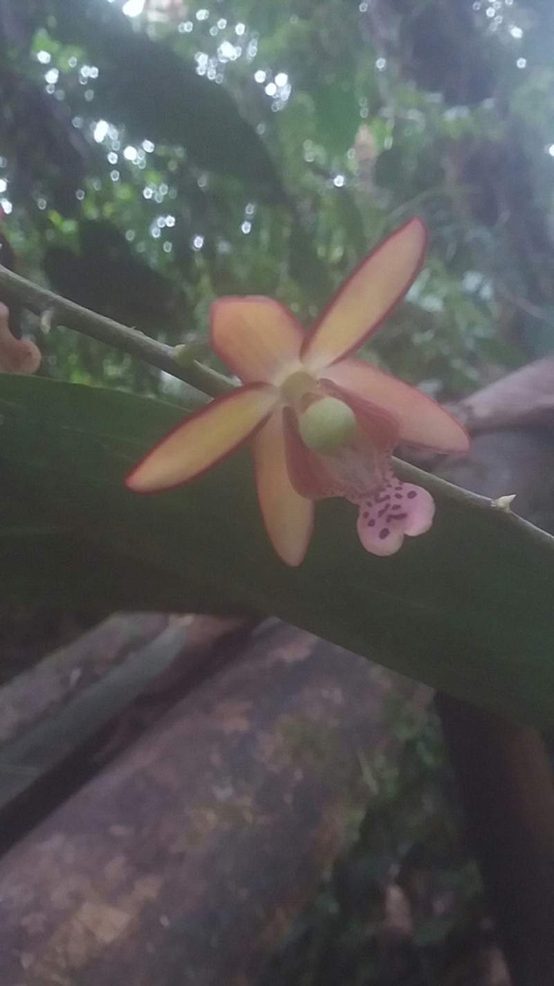 Eriopsis altissima photo 3