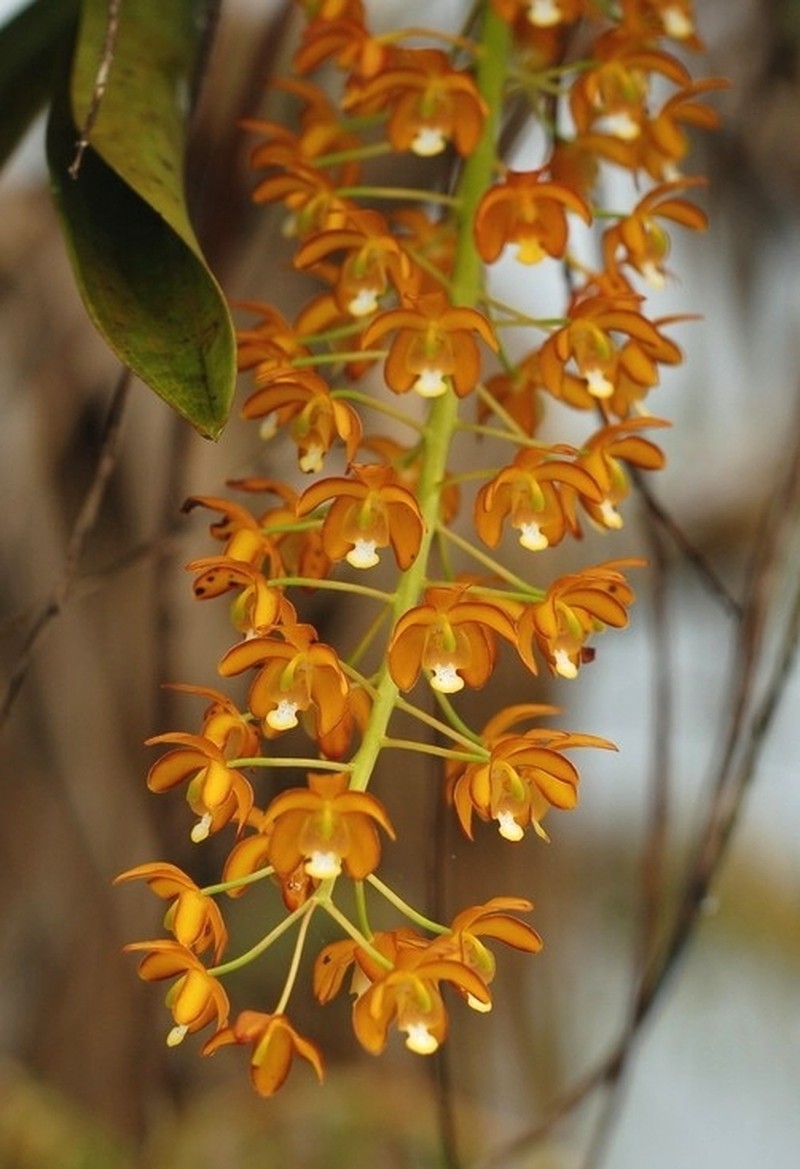 Eriopsis altissima photo 4