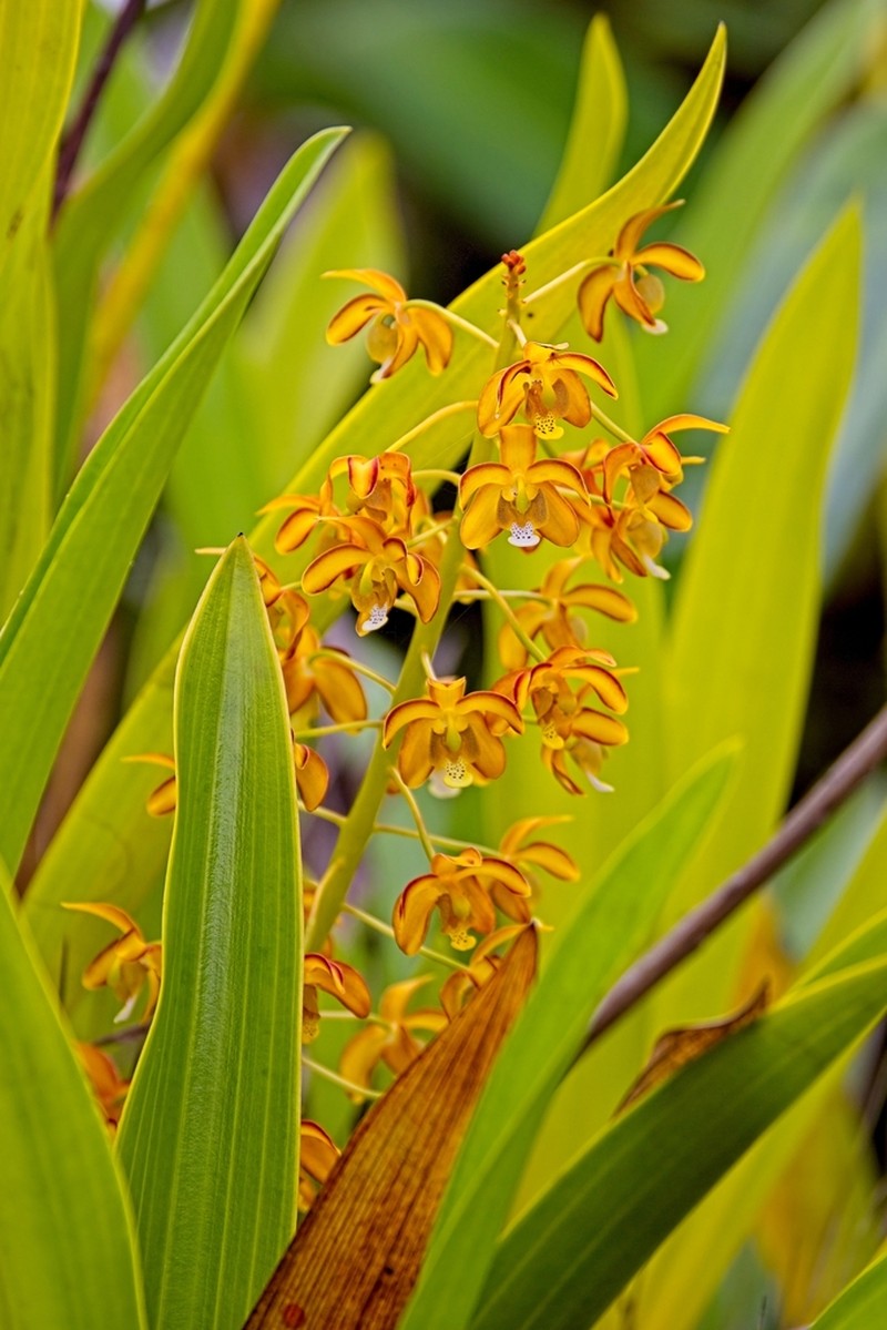 Eriopsis altissima photo 6