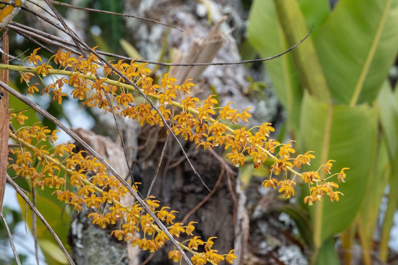 Eriopsis altissima photo 7