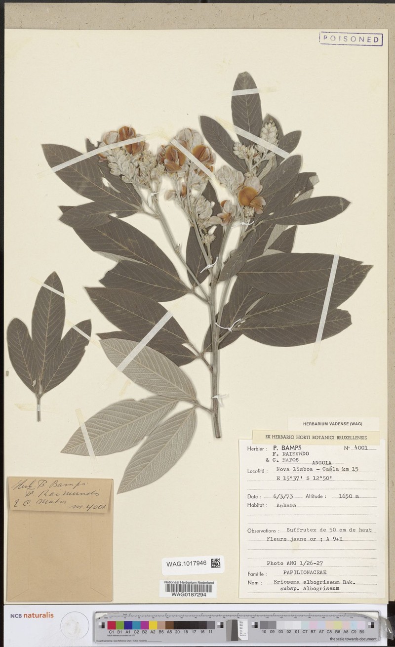 Eriosema albogriseum subsp. albogriseum