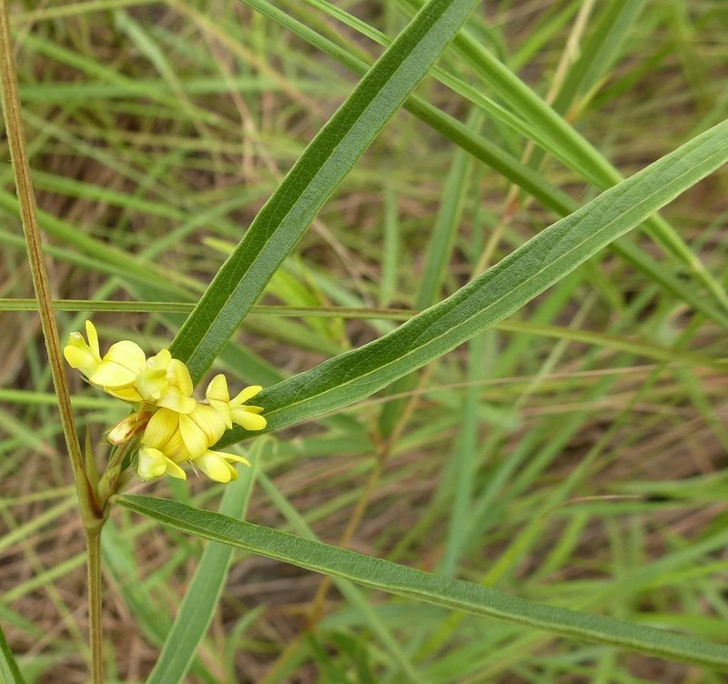 Eriosema arenicola