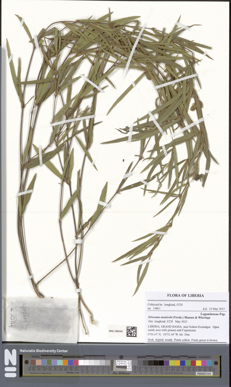 Eriosema arenicola photo 2