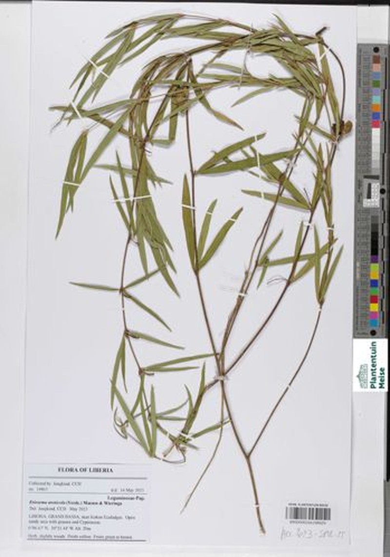 Eriosema arenicola photo 3