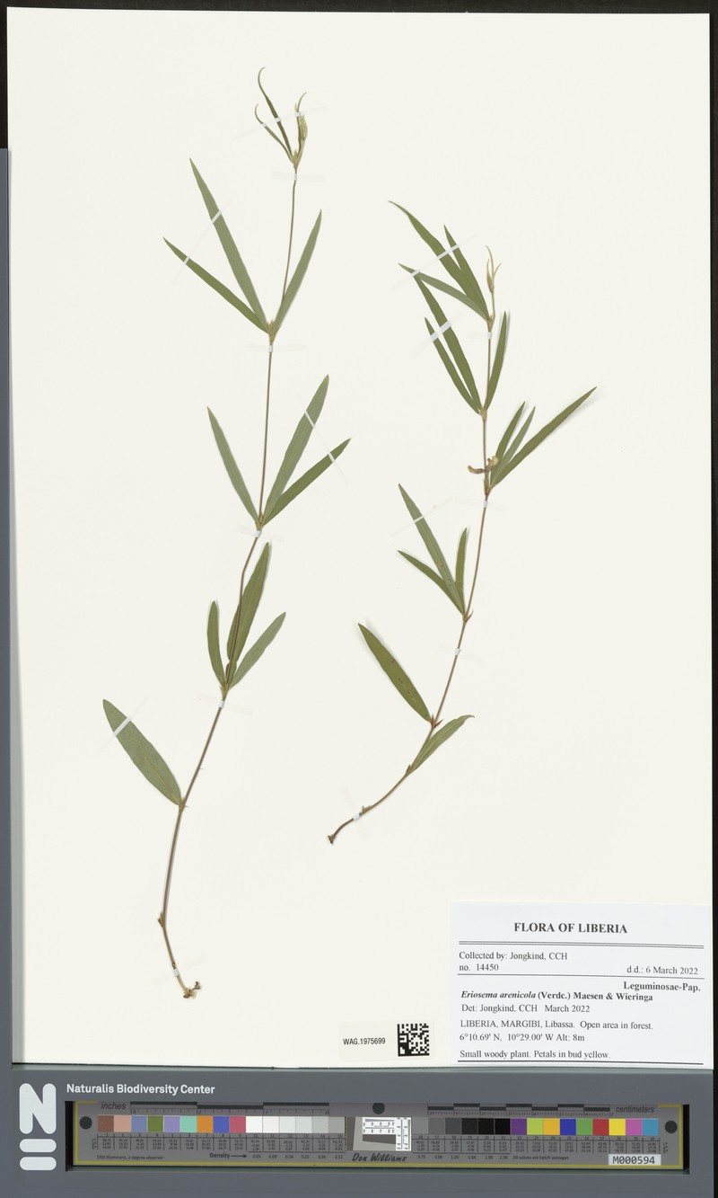 Eriosema arenicola photo 4