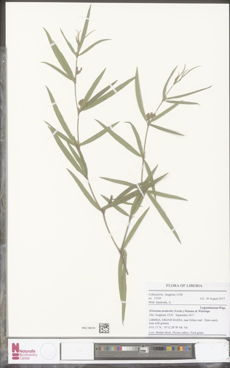 Eriosema arenicola photo 5