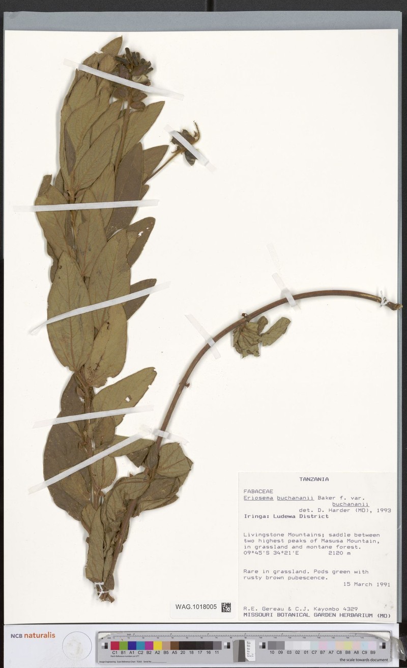 Eriosema buchananii var. buchananii