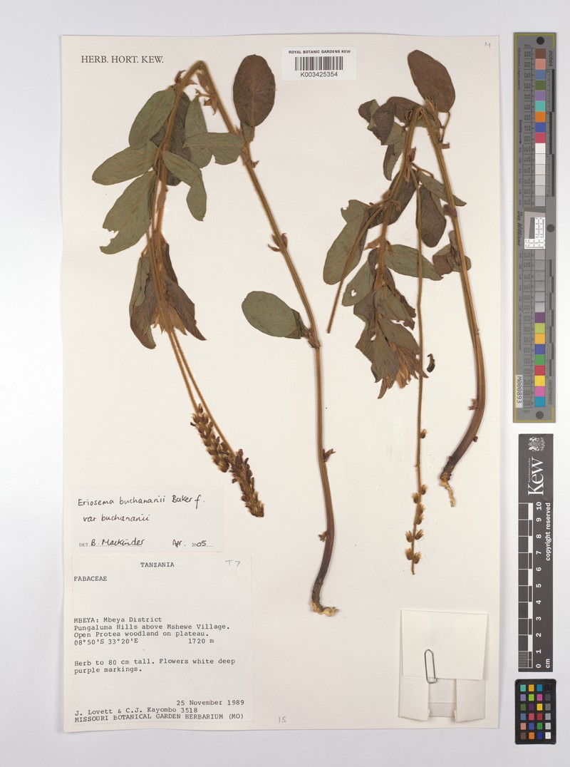Eriosema buchananii var. buchananii photo 2