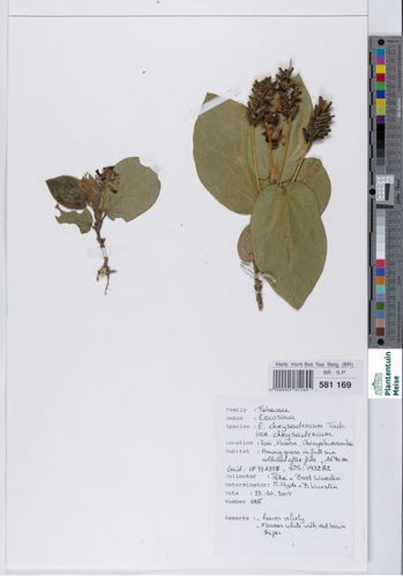 Eriosema chrysadenium var. chrysadenium