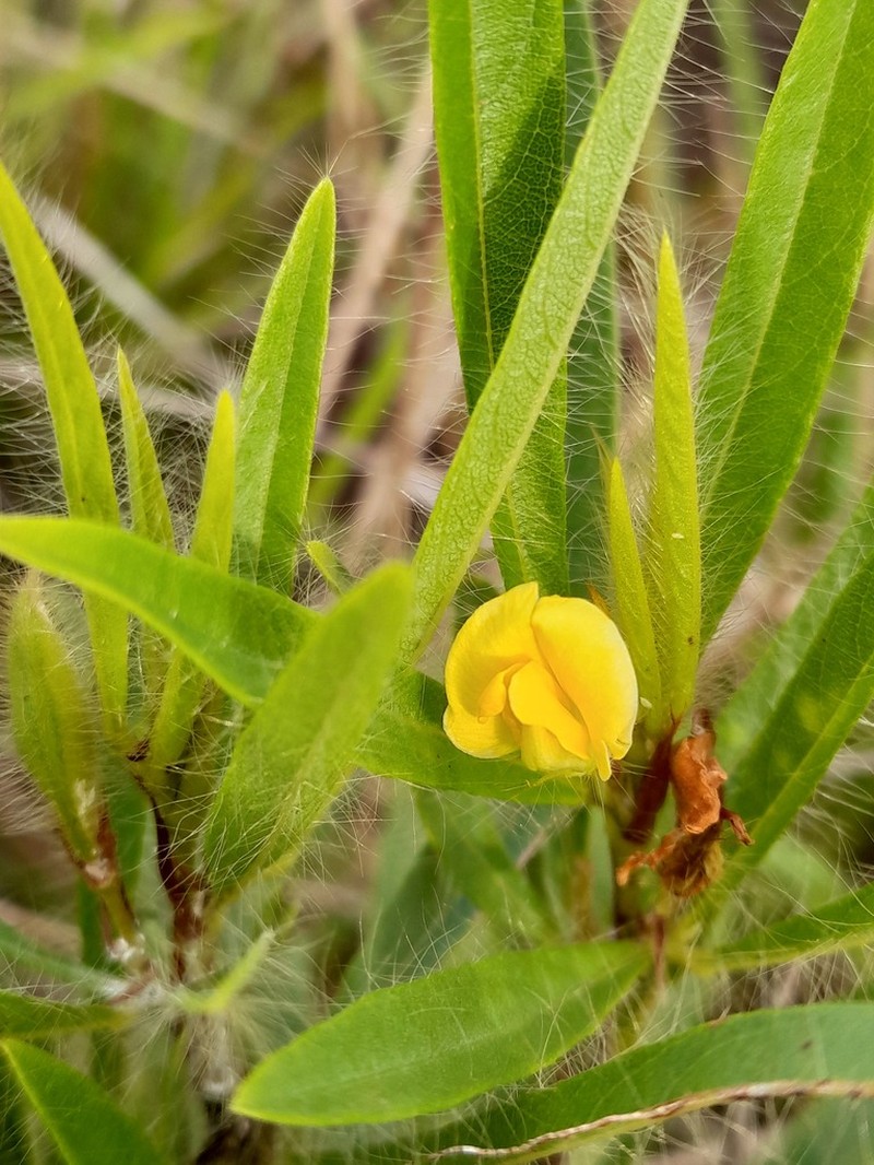 Island Sand Pea